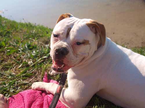 american bulldog